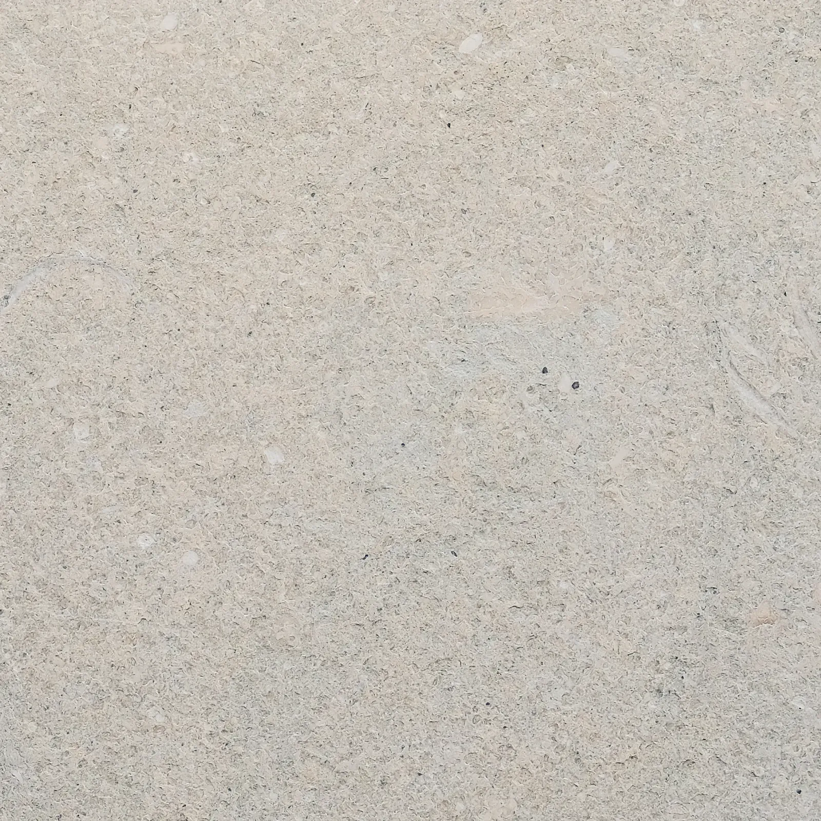 Seagrass image 1 of 6